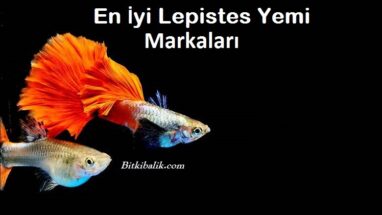 En İyi Lepistes Yemi Markaları