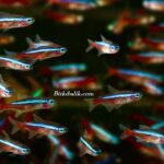 Kardinal Neon Tetra Balıkları