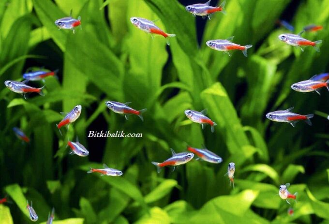 Neon Tetra Balığı