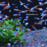 Neon Tetra Balıkları