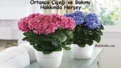 Ortanca Çiçeği Bakımı Hakkında Herşey