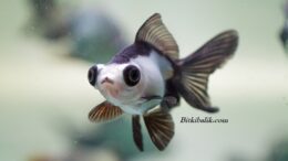 Panda Japon Balığı Hakkında Bilgiler