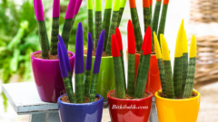 Sansevieria Paşa Kılıcı Yetiştirme Rehberi