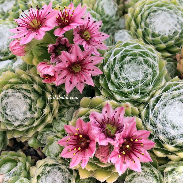 Sempervivum Arachnoideum Pembe Çiçekli Yünlü Sukulent