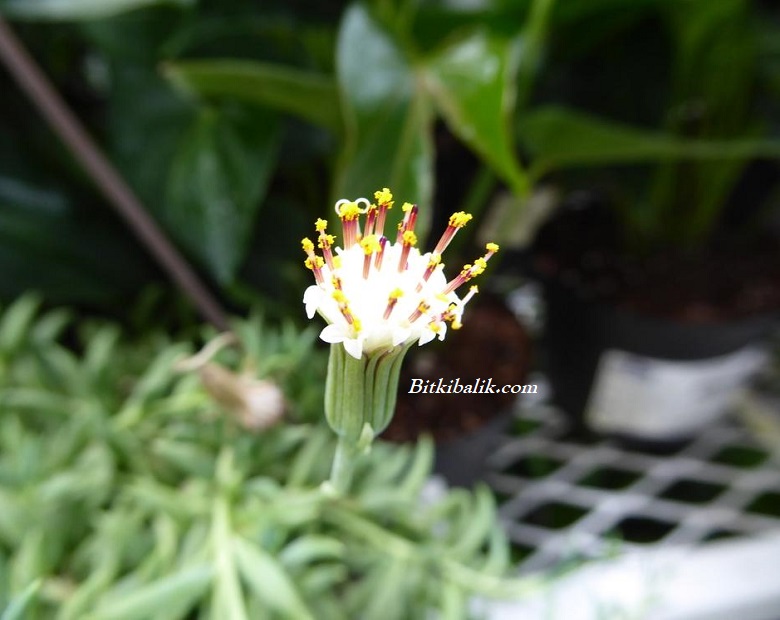 Senecio Radicans Muz Sukulent Çiçeği