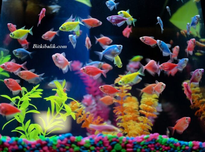 Transgenetik Tetra Balığı
