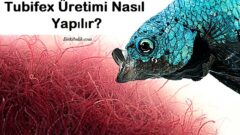 Tubifex Üretimi Nasıl Yapılır?