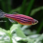 Zebra Danio