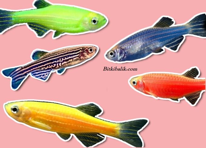 Zebra Danio Balığı