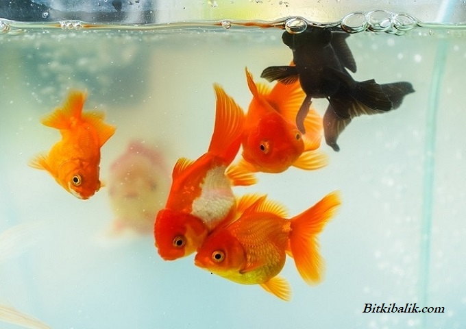 Japon Balıkları Nasıl Çiftleşir