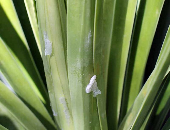 Yucca Bitkisi Kurtlanma Hastalığı