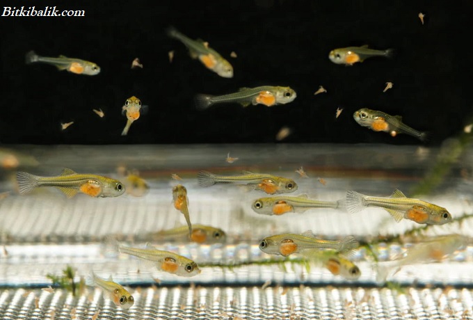 Yavru Japon Balığı Yemi - Artemia