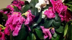 Açelya Çiçeği Nasıl Canlandırılır?