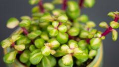 Afra Çiçeği: Faydaları, Yetiştirilmesi ve Bakımı