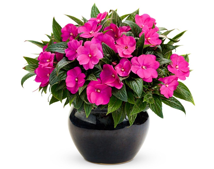 Impatiens Hawkeri