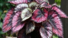 Rex Begonya Çiçeği