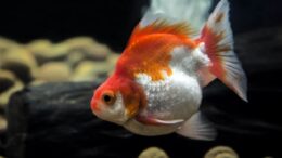 Ryukin Japon Balığı