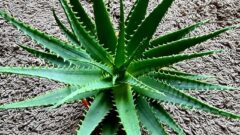 Testere Çiçeği: Evde Bakımı, Faydaları ve Kullanımı